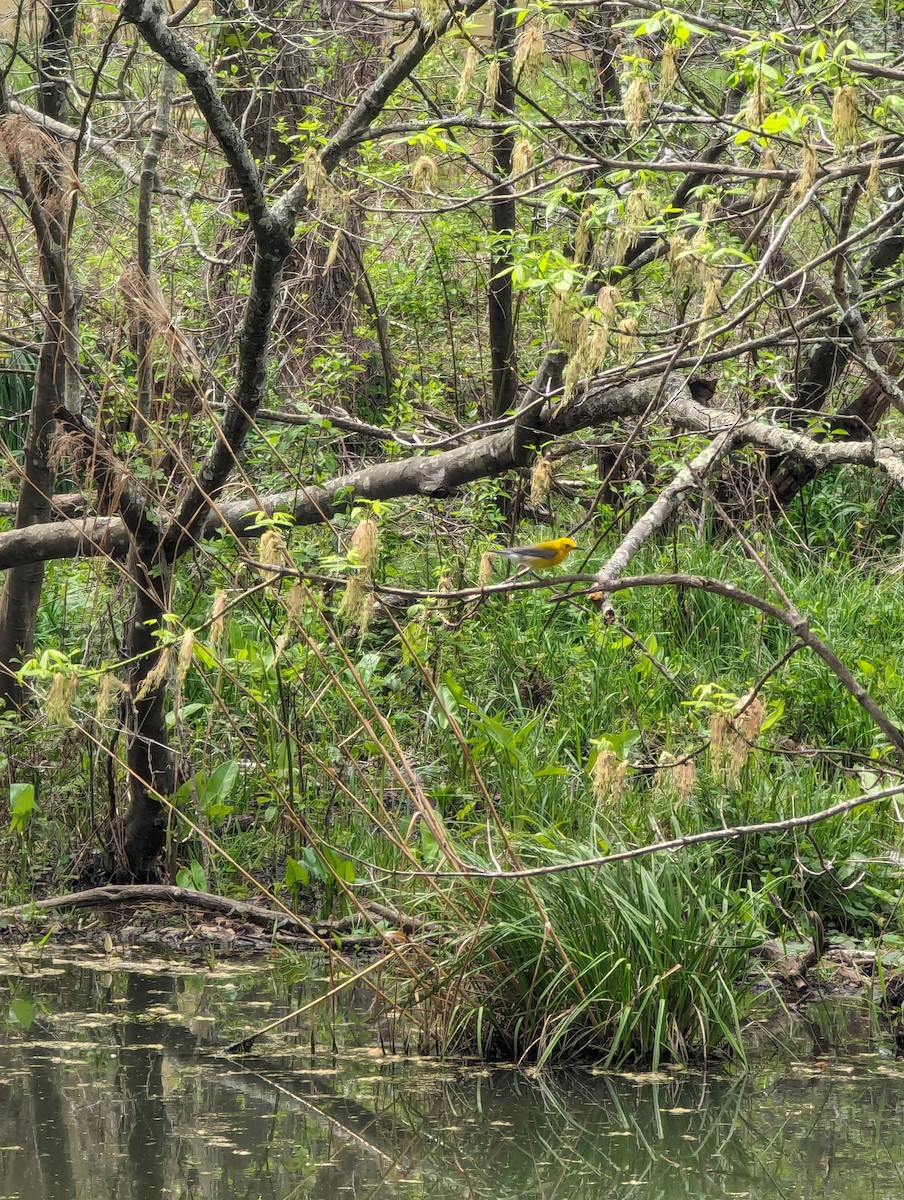 Prothonotary Warbler - ML620298766