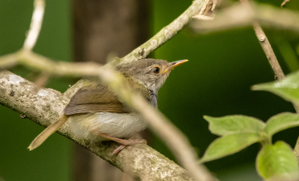 Common Tailorbird - ML620298773