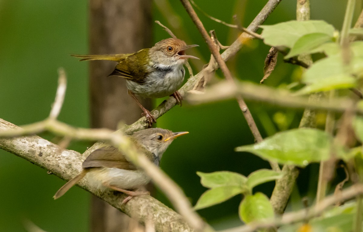 Common Tailorbird - ML620298774