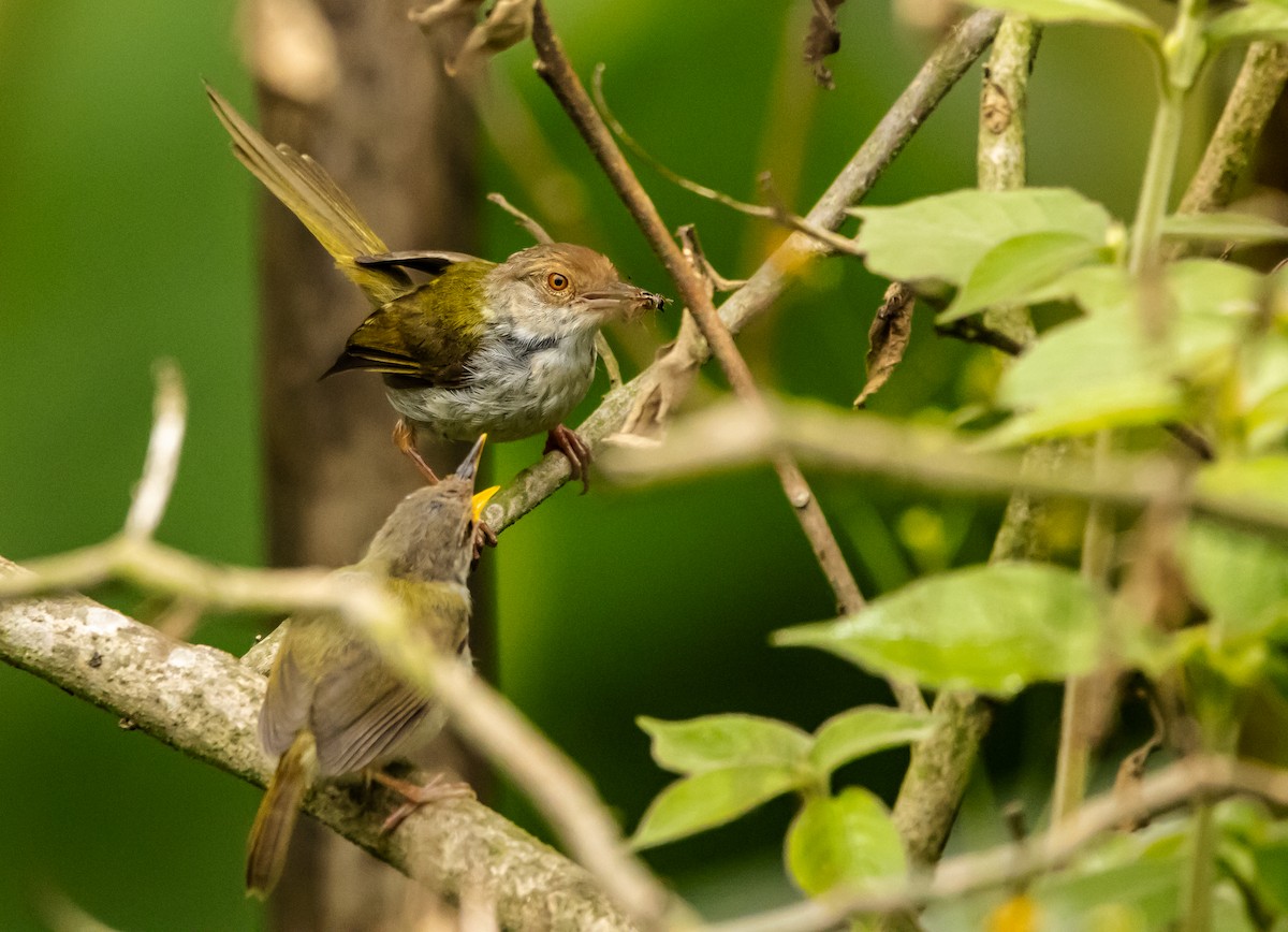 Common Tailorbird - Kanno Tage