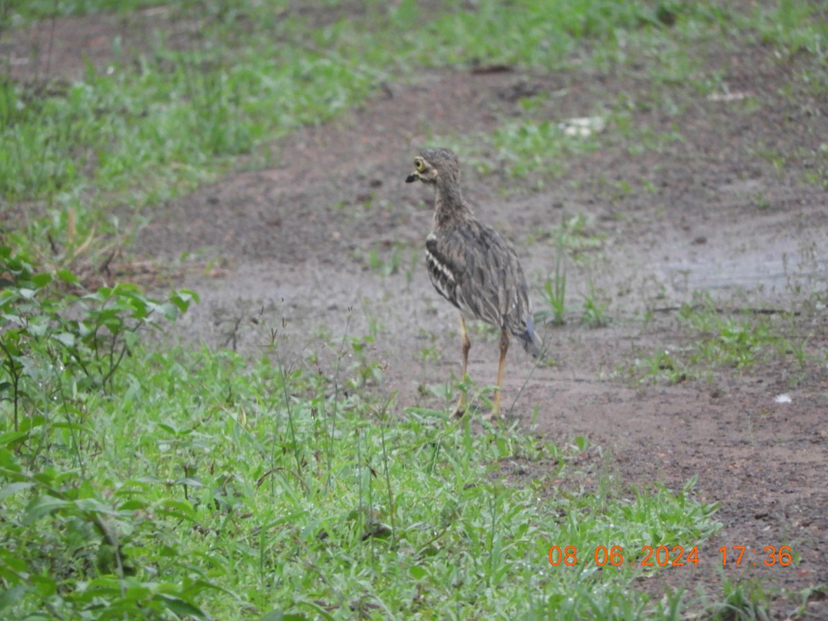 Yellow-wattled Lapwing - ML620298776