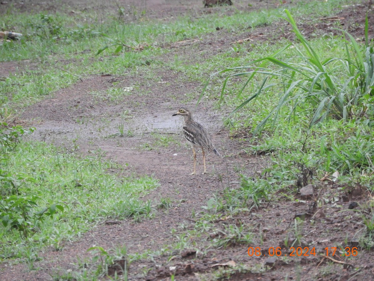 Yellow-wattled Lapwing - ML620298777