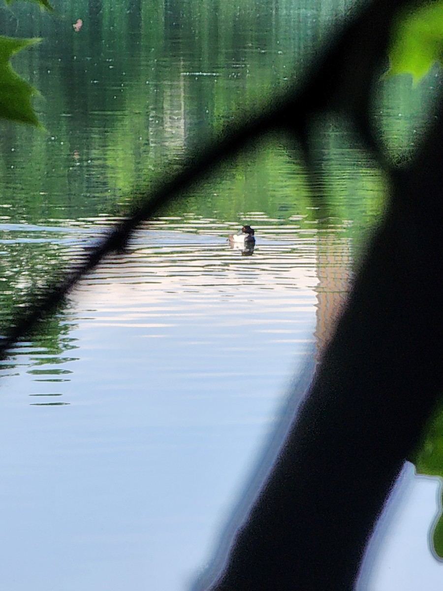 Lesser Scaup - ML620298781