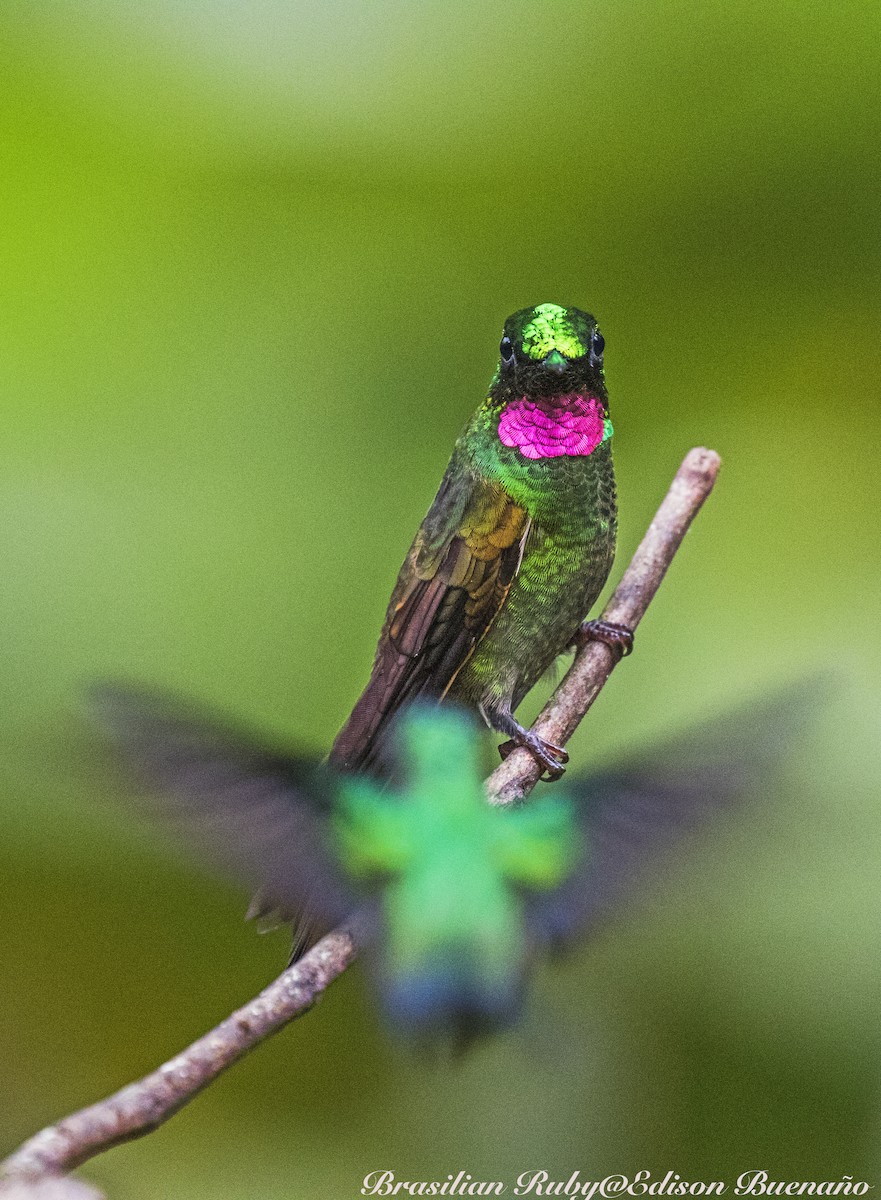 Colibrí Colirrojo - ML620298789