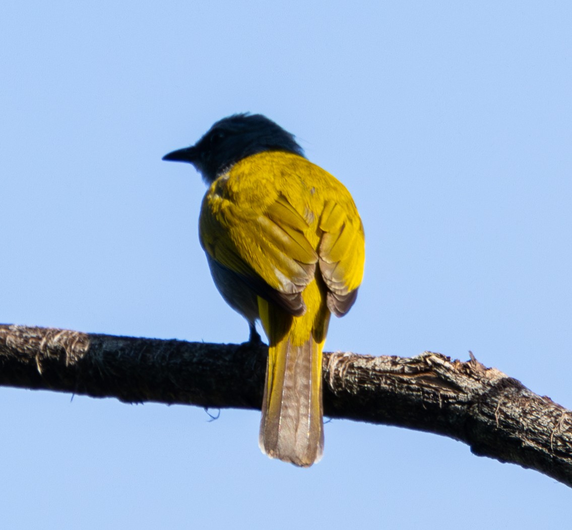 Gray-bellied Bulbul - ML620298791