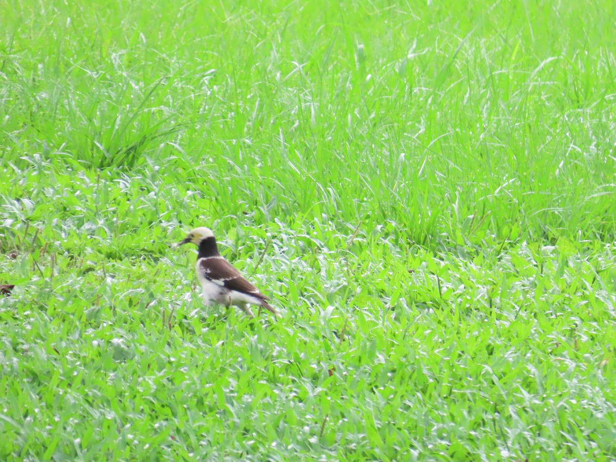 Black-collared Starling - ML620298797