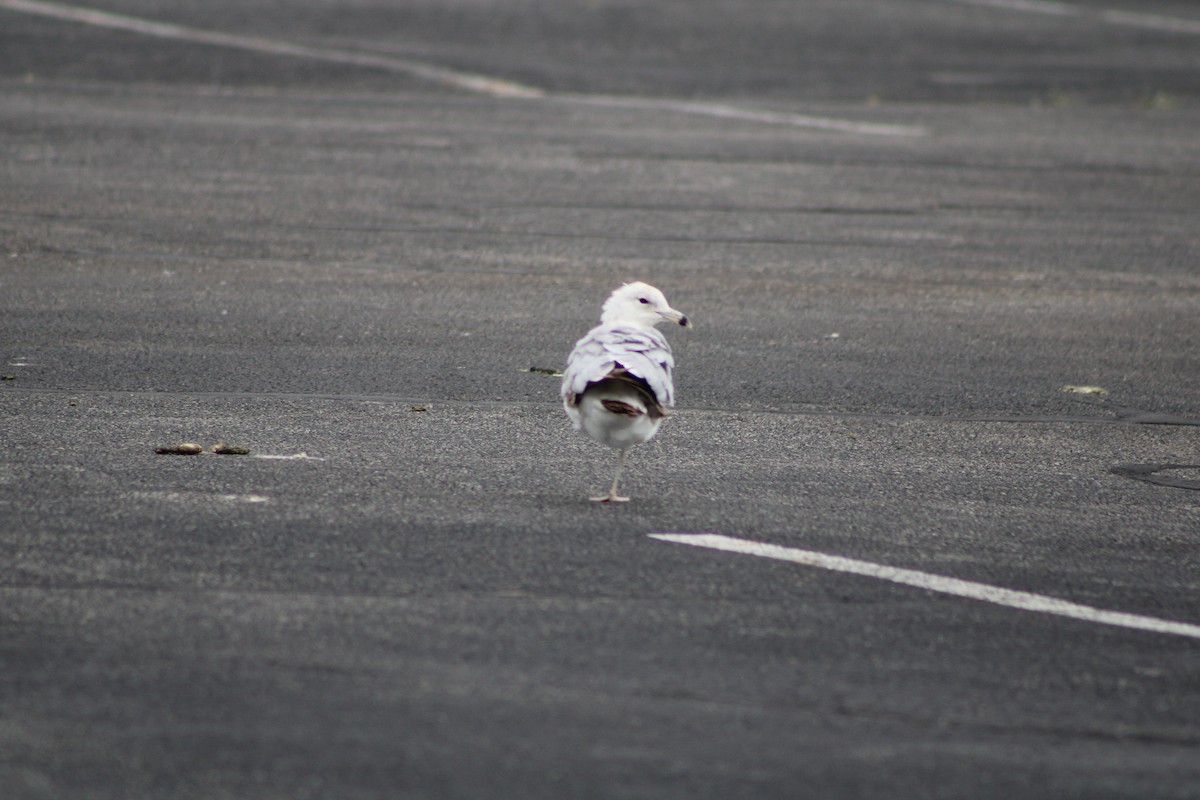 Ring-billed Gull - ML620298802