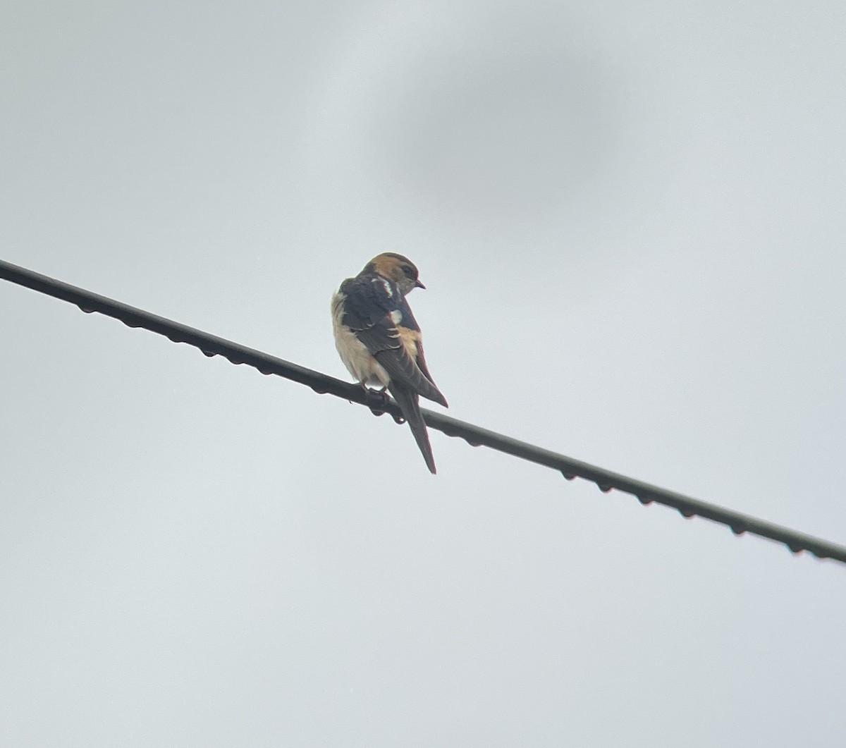 Red-rumped Swallow - ML620298808