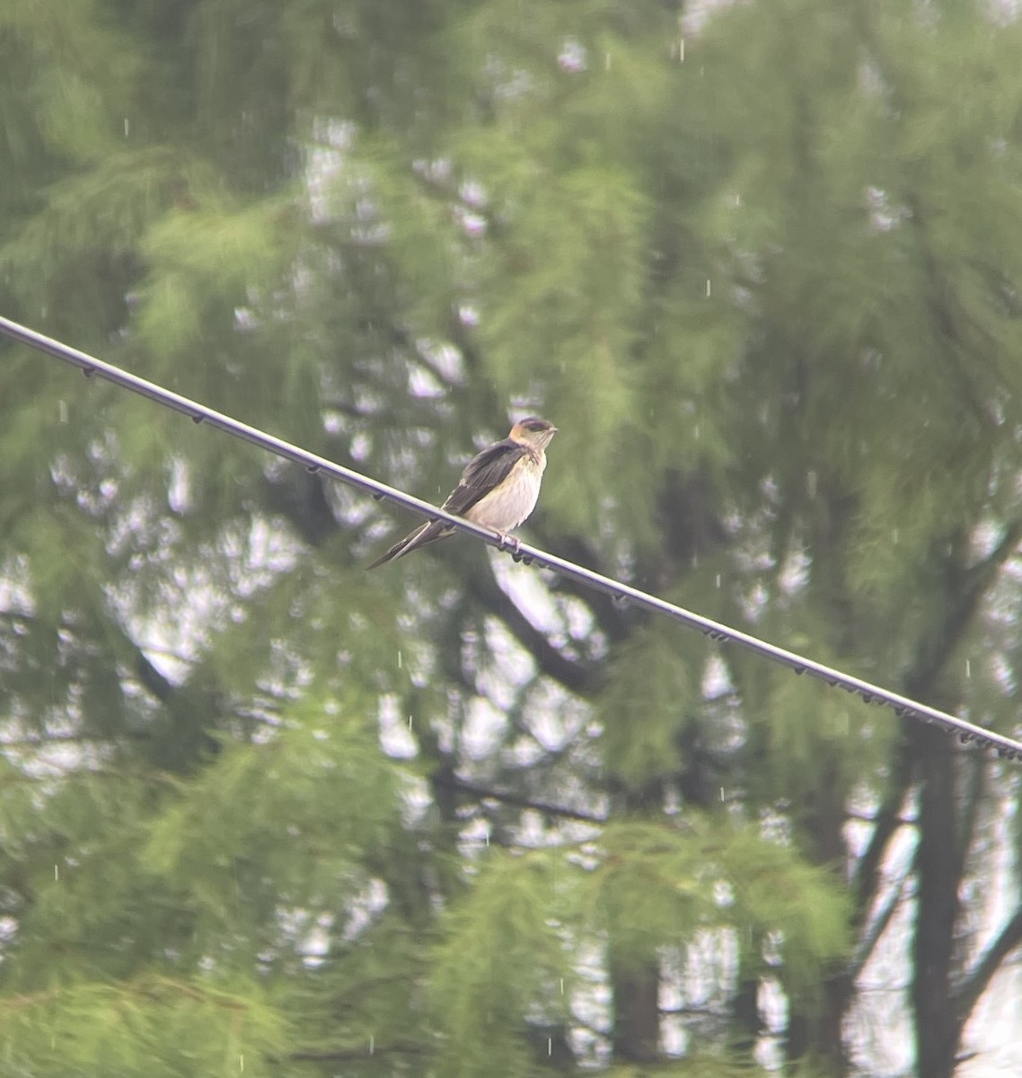 Red-rumped Swallow - ML620298809