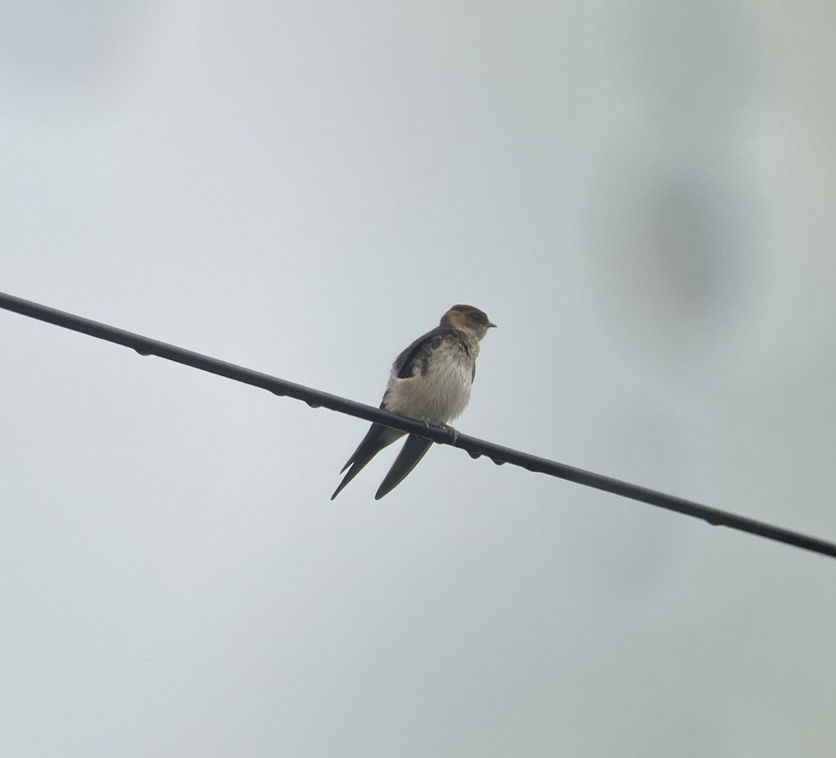 Red-rumped Swallow - ML620298810