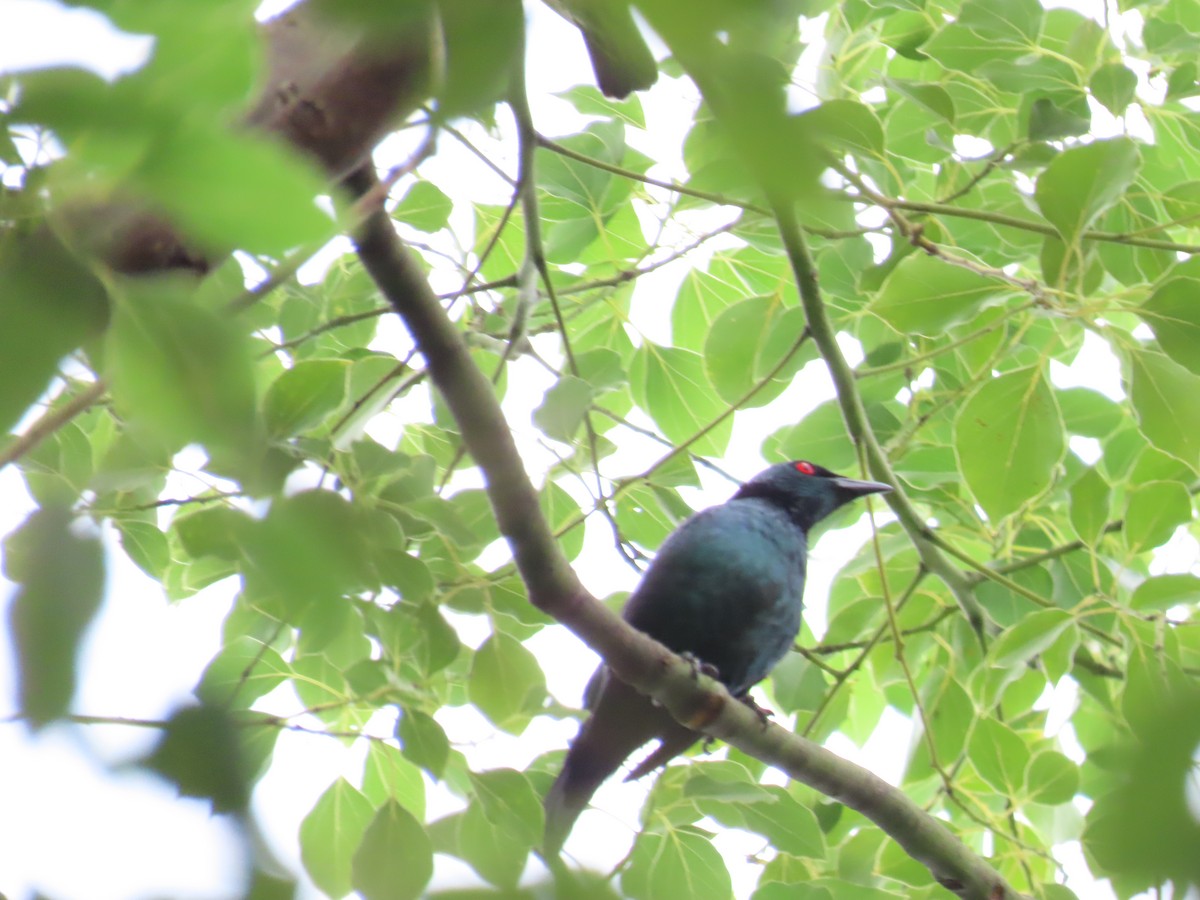 Asian Glossy Starling - ML620298813