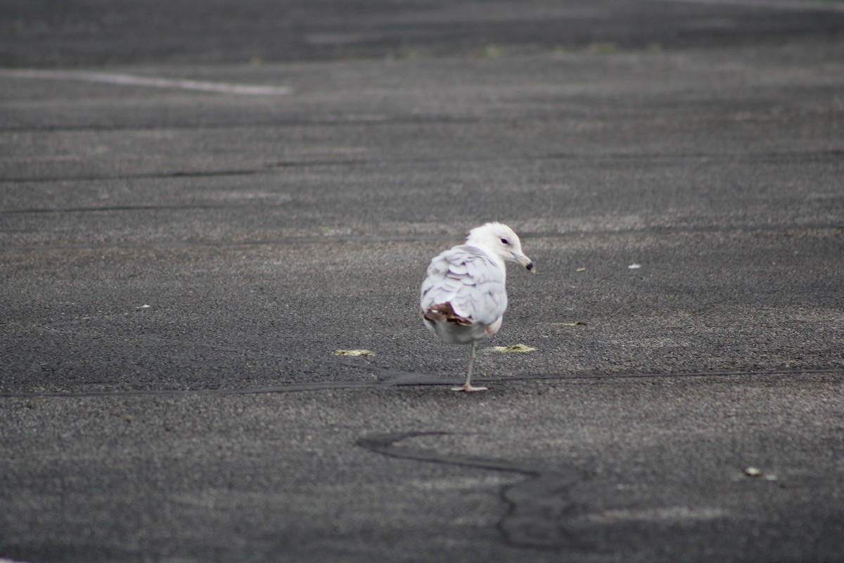 Ring-billed Gull - ML620298818