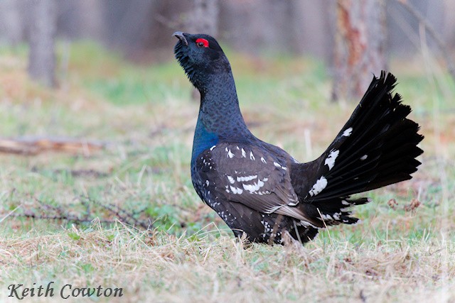 Black-billed Capercaillie - ML620298825