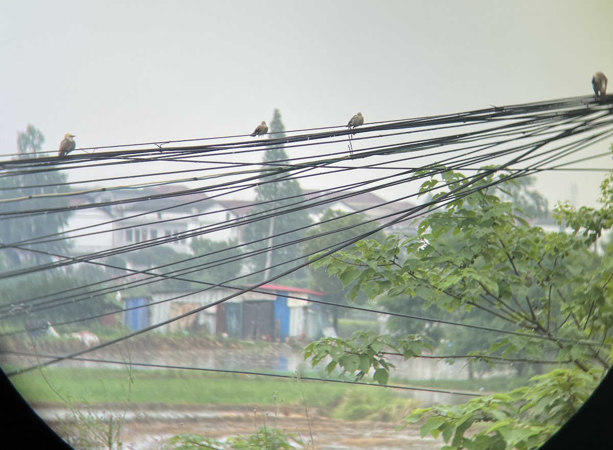 Red-billed Starling - ML620298829