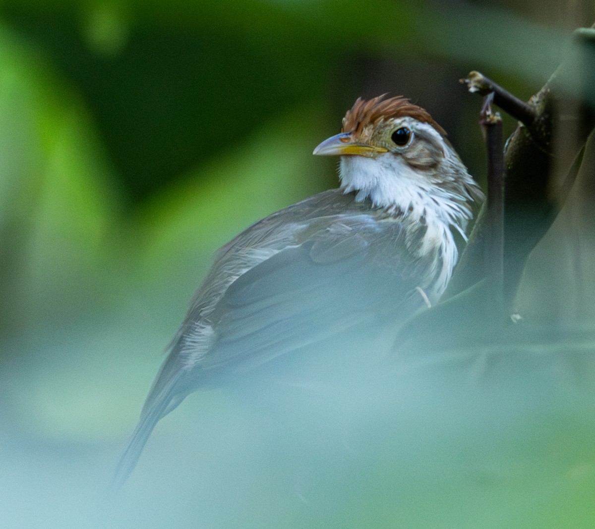 Puff-throated Babbler - ML620298837