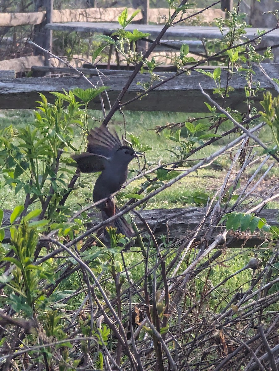 Gray Catbird - ML620298840