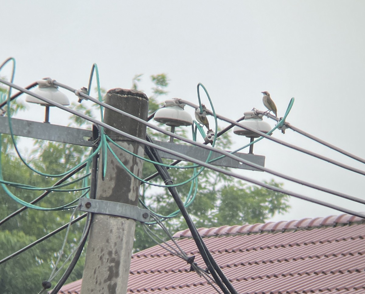 Light-vented Bulbul - ML620298841