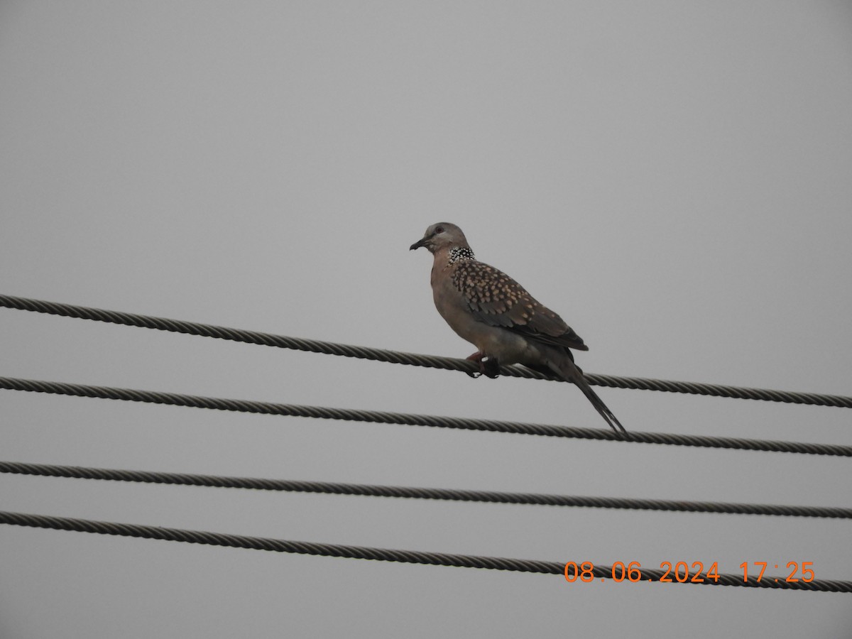 Spotted Dove - ML620298849