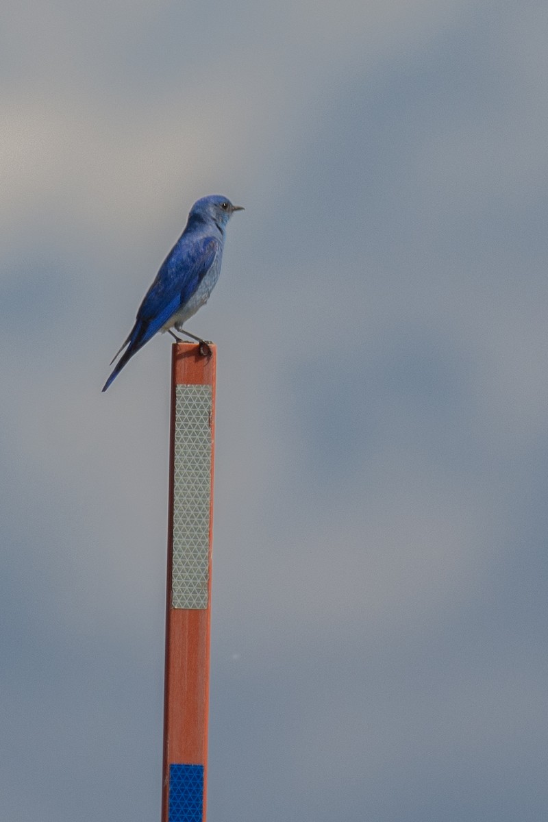 Mountain Bluebird - ML620298859