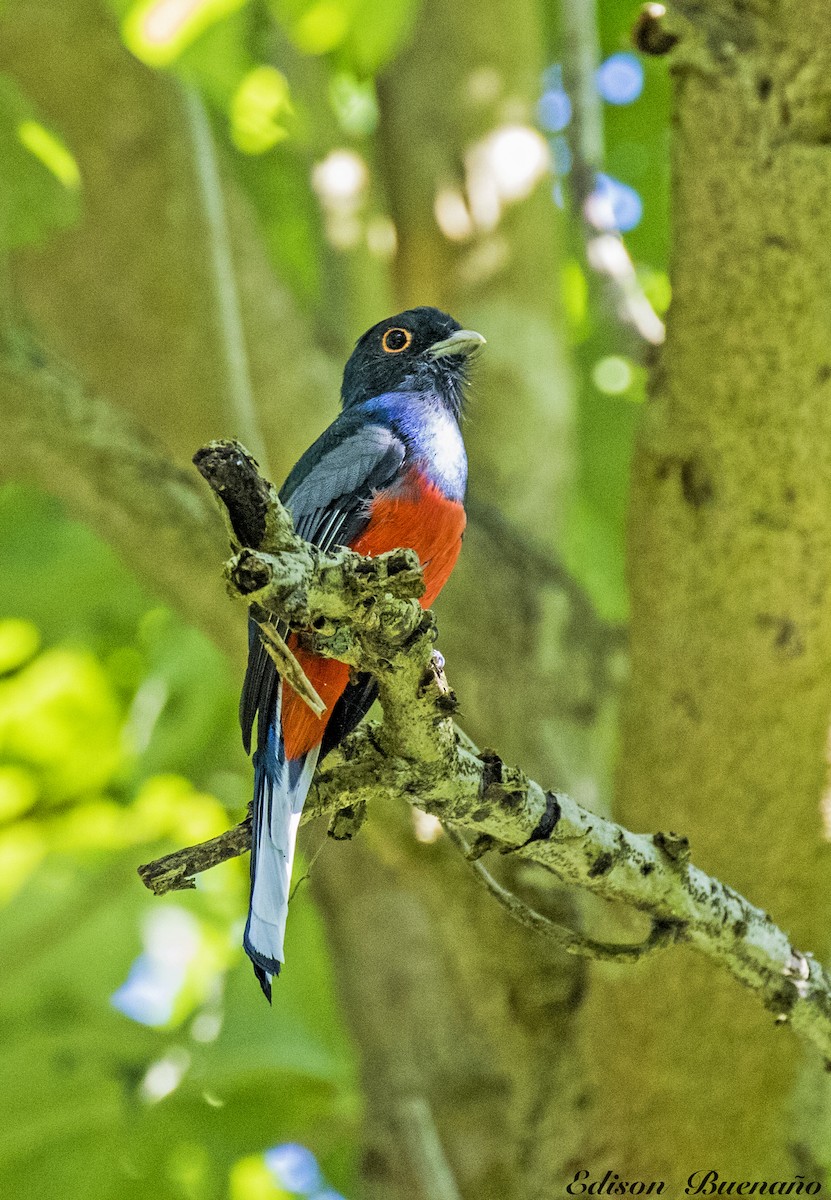 Surucua Trogon - ML620298861