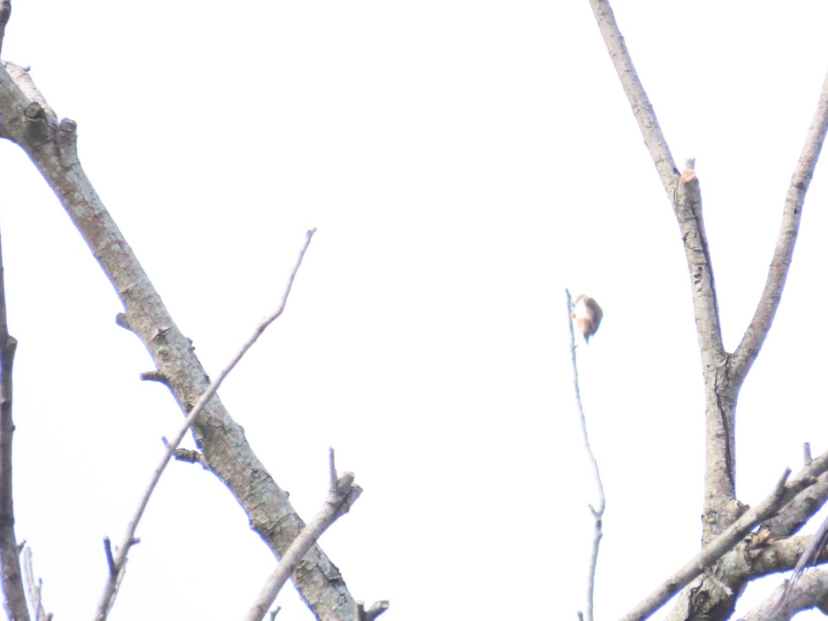 White-rumped Munia - ML620298863