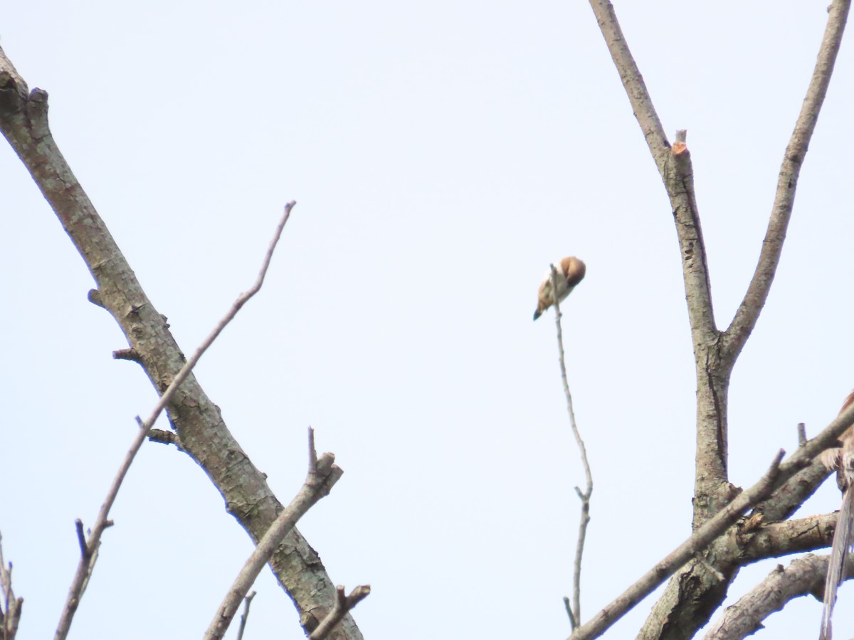 White-rumped Munia - ML620298864