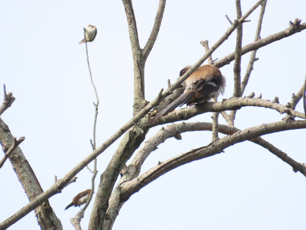 White-rumped Munia - ML620298868