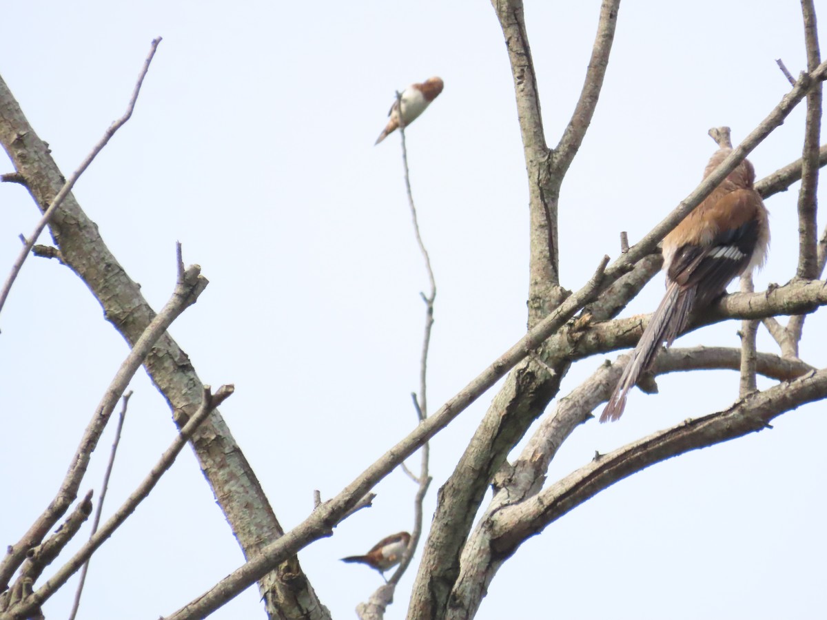 White-rumped Munia - ML620298870