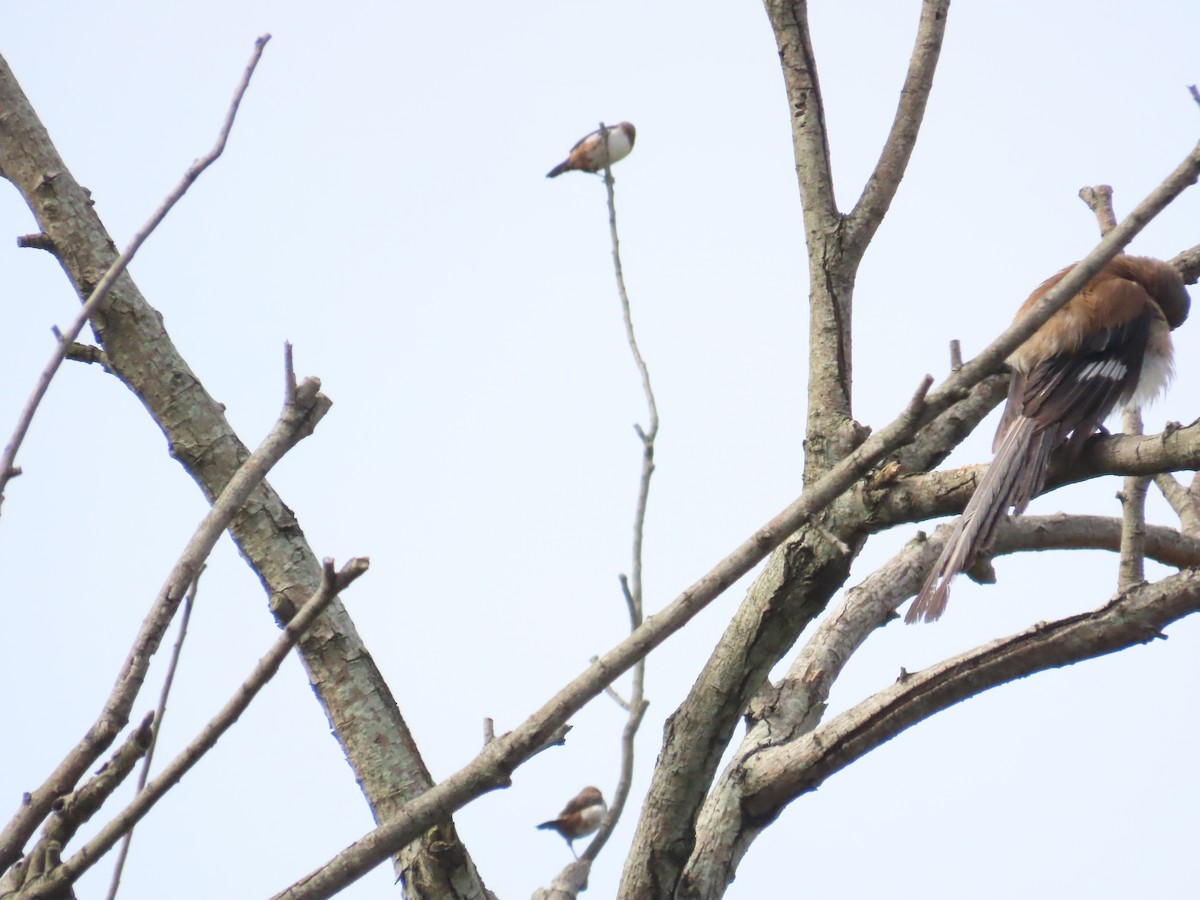 White-rumped Munia - ML620298872