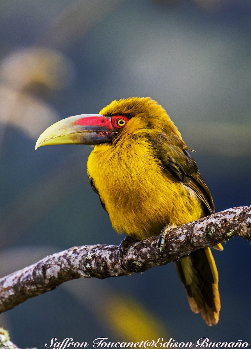 Saffron Toucanet - ML620298874