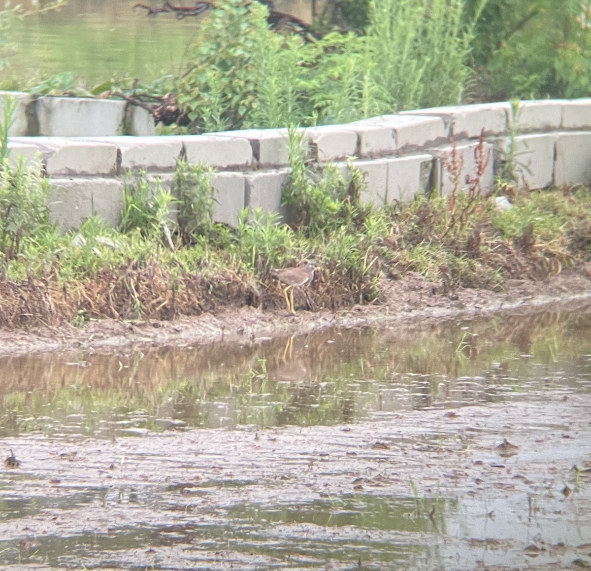 Gray-headed Lapwing - ML620298878