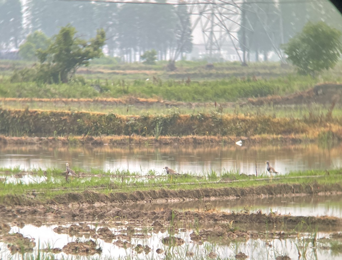 Gray-headed Lapwing - ML620298880