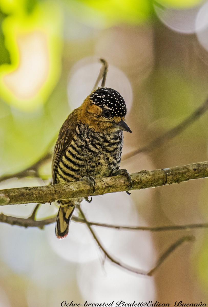 Ochre-collared Piculet - ML620298883