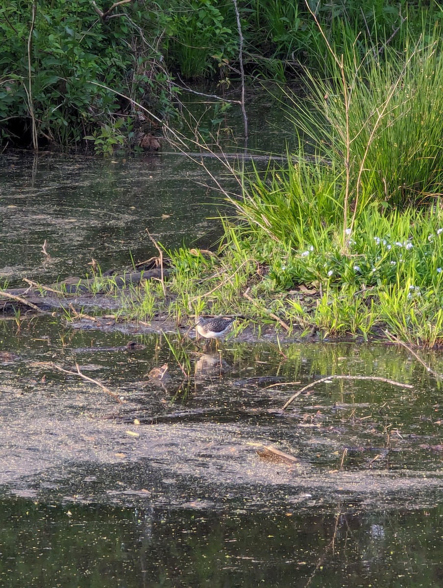 Solitary Sandpiper - ML620298885