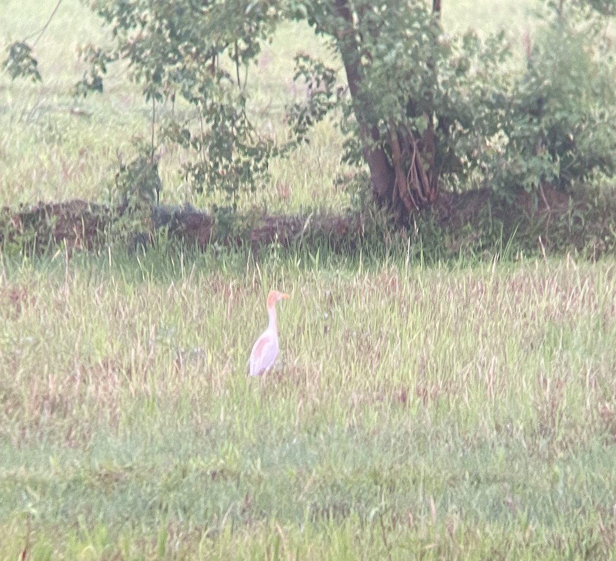 Eastern Cattle Egret - ML620298888