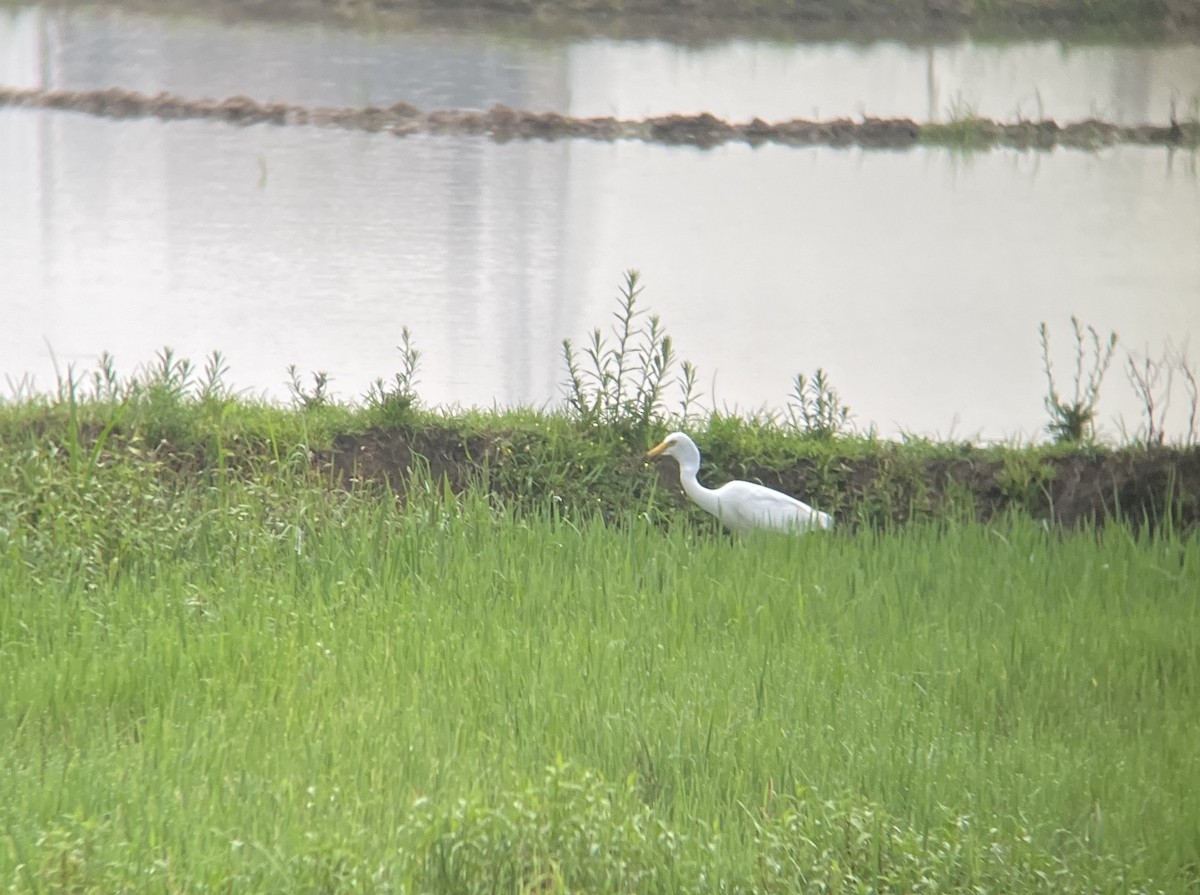 Eastern Cattle Egret - ML620298889