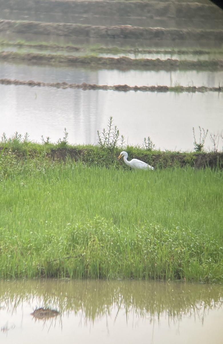 Eastern Cattle Egret - ML620298890