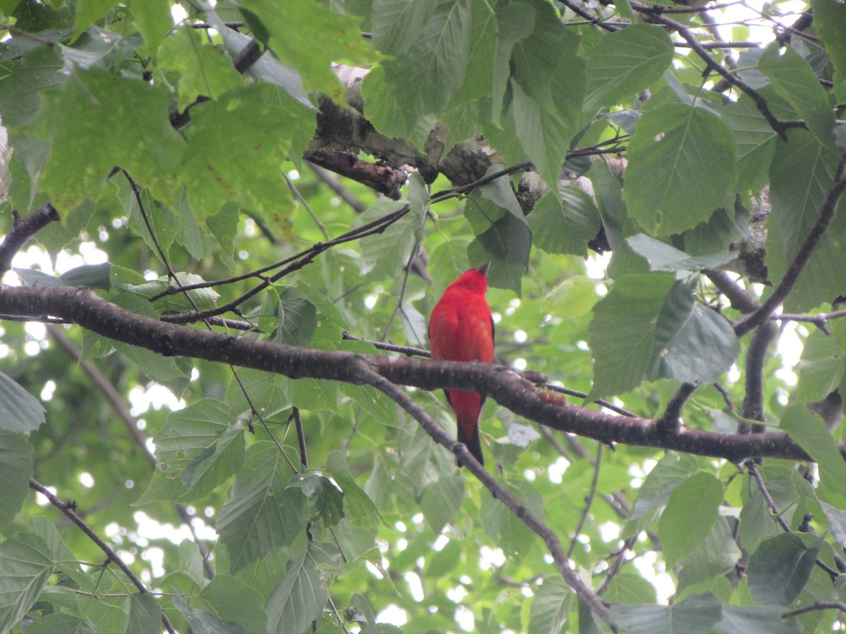 Scarlet Tanager - ML620298895