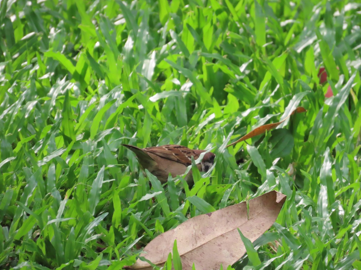 Eurasian Tree Sparrow - ML620298898