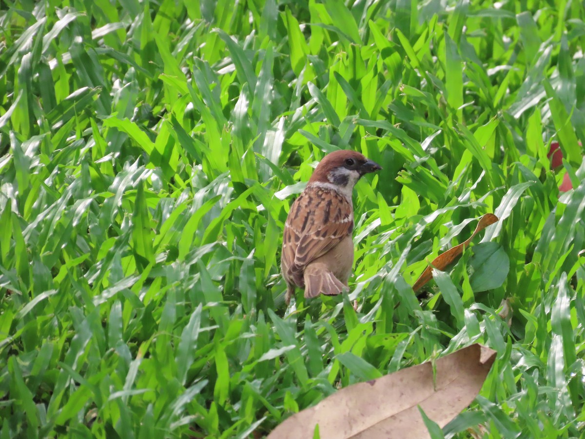 Eurasian Tree Sparrow - ML620298899