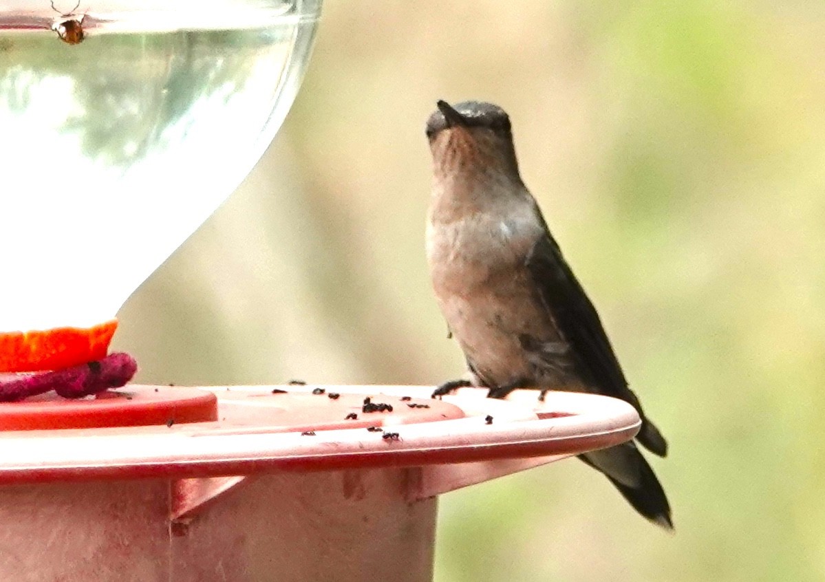 Colibri à gorge rubis - ML620298901