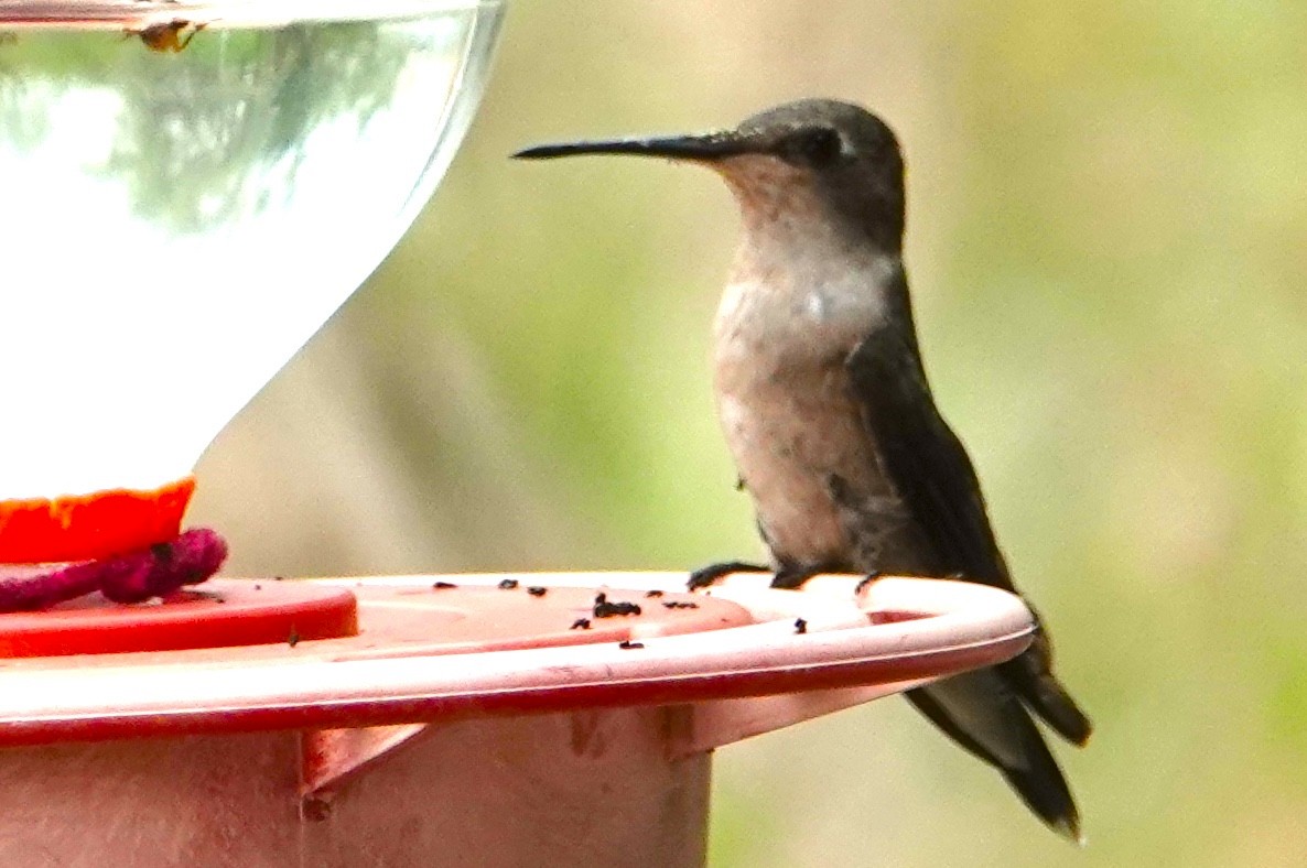 Ruby-throated Hummingbird - Peter Williams