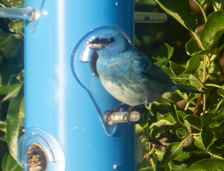 Lazuli/Indigo Bunting - ML620298906