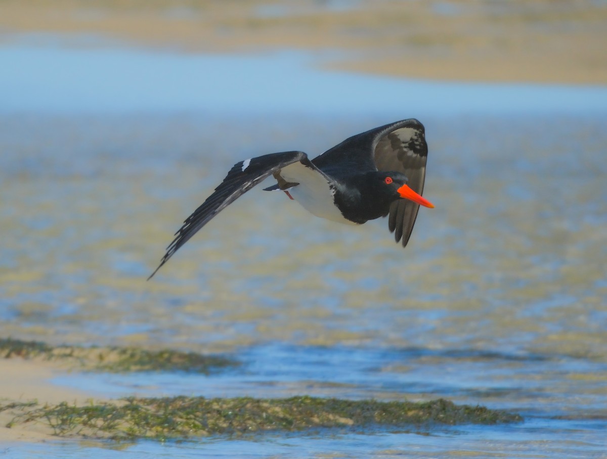 Pied Oystercatcher - ML620298909