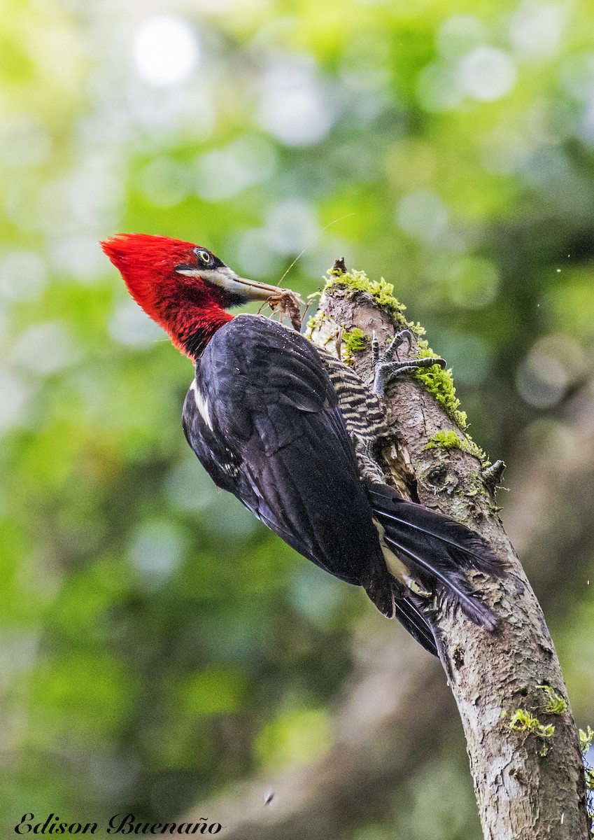 Robust Woodpecker - ML620298919