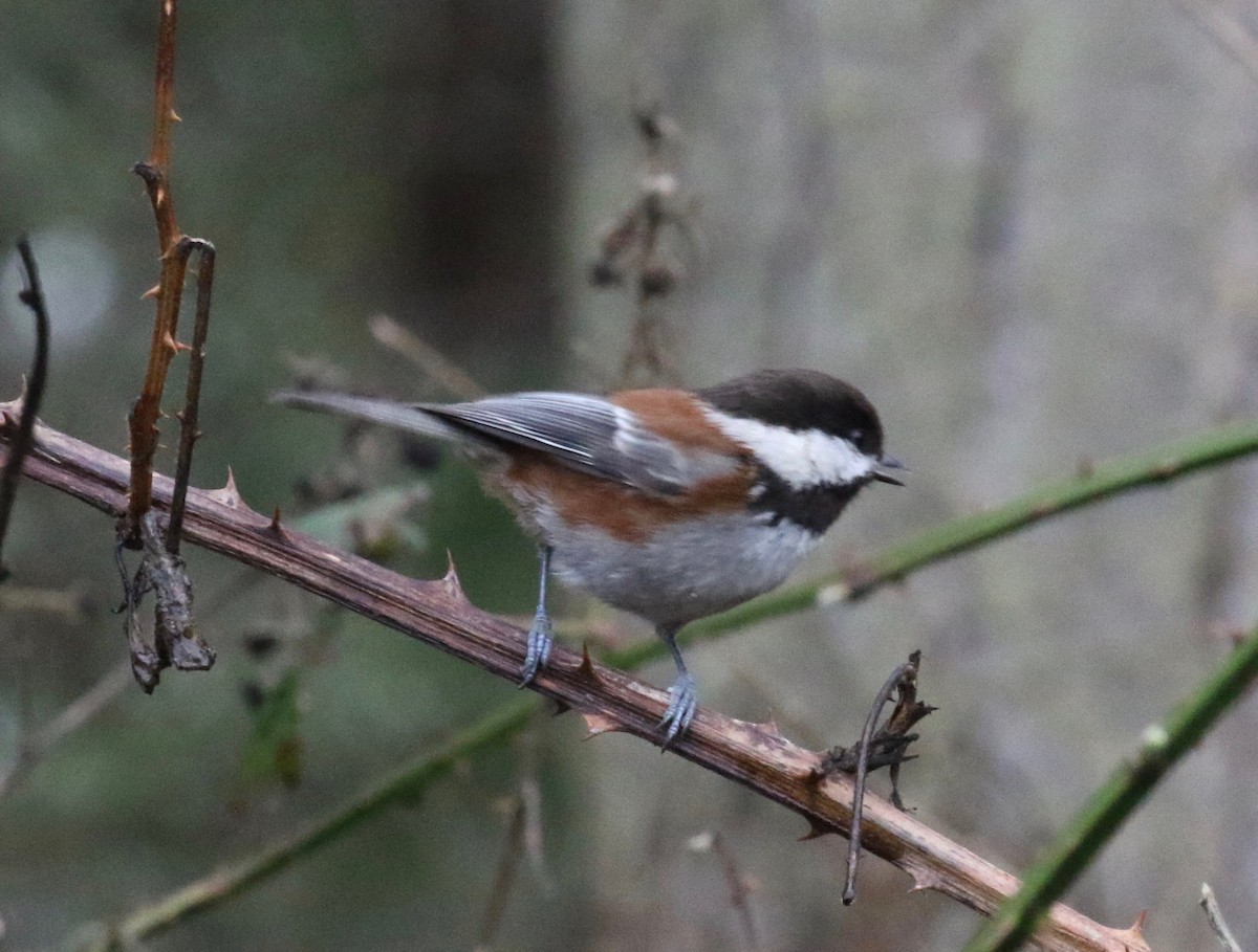 Chestnut-backed Chickadee - ML620298922