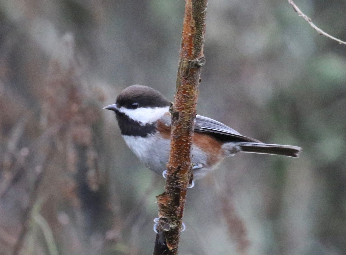 Chestnut-backed Chickadee - ML620298923