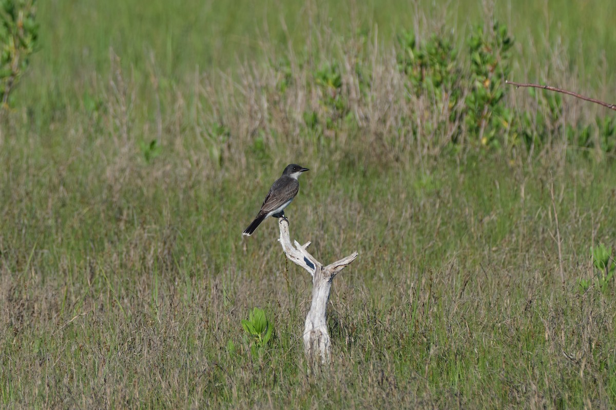 Eastern Kingbird - ML620298925