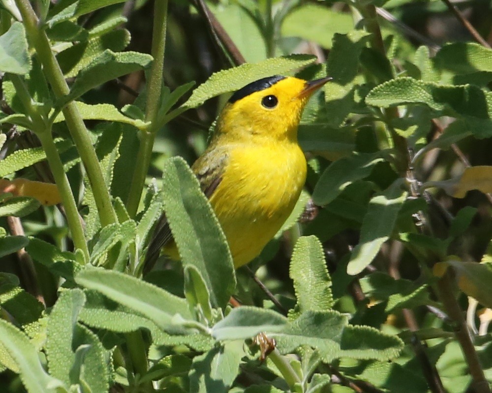 Wilson's Warbler - ML620298929