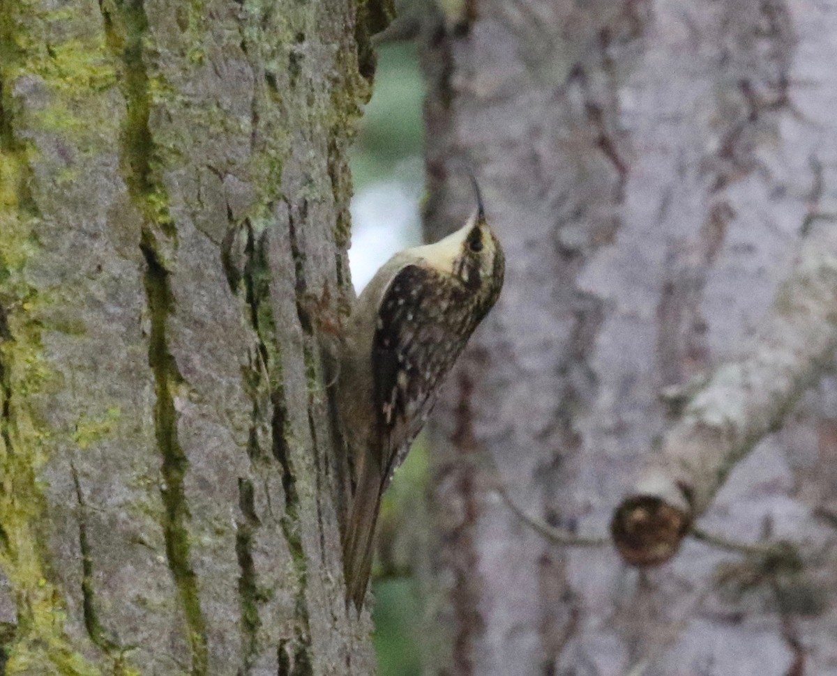 Brown Creeper - ML620298931